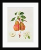 The Chaumontelle Pear, 1818 by William Hooker