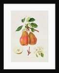 The Chaumontelle Pear, 1818 by William Hooker