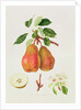 The Chaumontelle Pear, 1818 by William Hooker