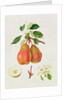 The Chaumontelle Pear, 1818 by William Hooker