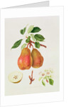 The Chaumontelle Pear, 1818 by William Hooker