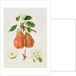 The Chaumontelle Pear, 1818 by William Hooker