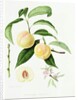 The Conudray Nectarine, 1820 by William Hooker