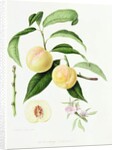 The Conudray Nectarine, 1820 by William Hooker
