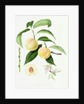 The Conudray Nectarine, 1820 by William Hooker
