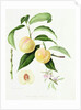 The Conudray Nectarine, 1820 by William Hooker