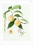 The Conudray Nectarine, 1820 by William Hooker