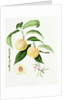 The Conudray Nectarine, 1820 by William Hooker