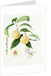 The Conudray Nectarine, 1820 by William Hooker
