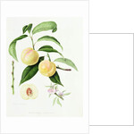The Conudray Nectarine, 1820 by William Hooker