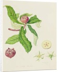 The Dutch Medlar, 1816 by William Hooker