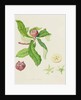 The Dutch Medlar, 1816 by William Hooker