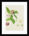 The Dutch Medlar, 1816 by William Hooker