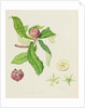 The Dutch Medlar, 1816 by William Hooker