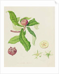 The Dutch Medlar, 1816 by William Hooker