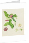 The Dutch Medlar, 1816 by William Hooker