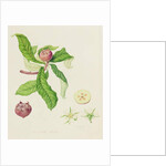 The Dutch Medlar, 1816 by William Hooker