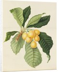 The Loquat by William Hooker