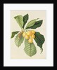 The Loquat by William Hooker