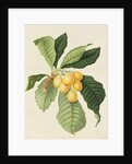 The Loquat by William Hooker