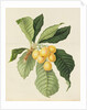 The Loquat by William Hooker