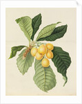 The Loquat by William Hooker