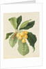 The Loquat by William Hooker