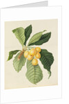 The Loquat by William Hooker