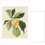 The Loquat by William Hooker