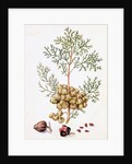 Cypress Leaf and Nuts by William Hooker