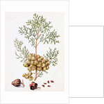 Cypress Leaf and Nuts by William Hooker