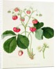 Wilmot's Cocks-Comb Scarlet Strawberry, 1820 by William Hooker