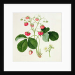 Wilmot's Cocks-Comb Scarlet Strawberry, 1820 by William Hooker