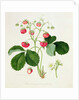 Wilmot's Cocks-Comb Scarlet Strawberry, 1820 by William Hooker