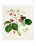 Wilmot's Cocks-Comb Scarlet Strawberry, 1820 by William Hooker