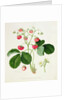 Wilmot's Cocks-Comb Scarlet Strawberry, 1820 by William Hooker