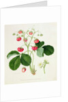 Wilmot's Cocks-Comb Scarlet Strawberry, 1820 by William Hooker