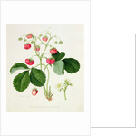 Wilmot's Cocks-Comb Scarlet Strawberry, 1820 by William Hooker