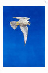 Peregrine Falcon by Tim Hayward