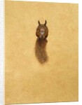 Leaping Red Squirrel by Tim Hayward