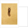 Leaping Red Squirrel by Tim Hayward
