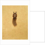 Leaping Red Squirrel by Tim Hayward