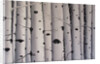 Birch Trees, 2017 by Tina Palmer