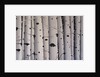 Birch Trees, 2017 by Tina Palmer