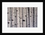 Birch Trees, 2017 by Tina Palmer