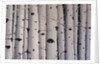 Birch Trees, 2017 by Tina Palmer