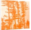 If the trees were orange, 2019 by Alex Caminker
