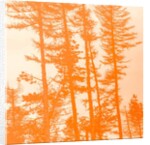 If the trees were orange, 2019 by Alex Caminker