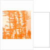 If the trees were orange, 2019 by Alex Caminker