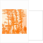 If the trees were orange, 2019 by Alex Caminker